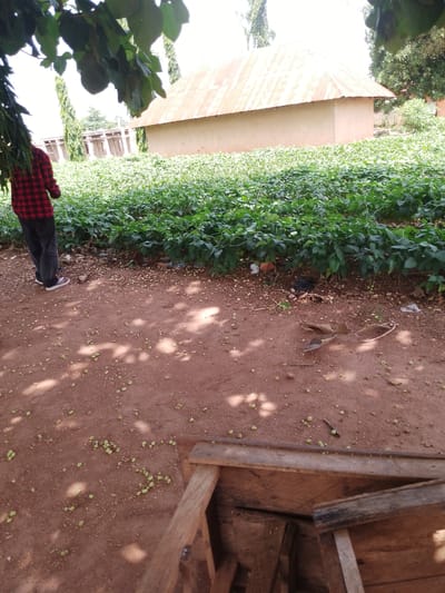 In Adikpo, Nigeria, a person stands by a large field of green crops, possibly soybeans, with a house and other buildings in the background. The person, wearing a red and black checkered shirt and dark pants, is facing away from the camera, looking out at the crops. The field is dense and appears healthy. The house has a corrugated metal roof that is rusty and weathered. The ground in front of the field is reddish-brown soil, scattered with small green fallen fruits or seeds. The time of day appears to be daytime, with sunlight casting shadows on the ground. The weather seems clear, with the sun visible through the trees in the upper left corner. The overall scene suggests a rural or agricultural setting. No text is visible in the image.
