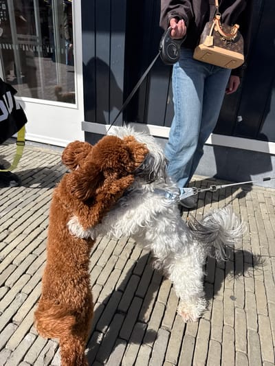 On a brick sidewalk in Lelystad, Netherlands, a person wearing jeans, a black jacket, and carrying a tan Louis Vuitton purse holds a retractable dog leash. Two dogs are present: one is a white and gray fluffy dog and the other is a brown poodle. The dogs appear to be interacting. The scene is in daylight, casting shadows on the brick ground. A building with a dark-painted exterior and a window is visible in the background.