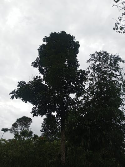 This image captures an outdoor natural environment in Cibodas, Indonesia, under an overcast, uniformly grey sky. The scene is dominated by dense, dark green foliage. A tall, broadleaf tree with a visible trunk occupies the center-left, its canopy appearing dark against the bright sky. To its right, another large tree, characterized by long, narrow leaves, possibly a bamboo species, rises, its branches intermingling with those of the central tree. A faint spiderweb is visible stretched between the upper branches of these two prominent trees. The lower portion of the image displays a thick layer of varied green undergrowth and smaller trees. No individuals, artificial objects, or active interactions are present within the frame.