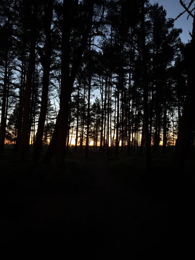 The image depicts a dense forest with tall, dark silhouettes of pine trees against a dusky sky. The setting sun casts a warm, orange glow through the trees, creating a dramatic contrast with the dark foreground. The ground is covered in shadow, with only faint hints of vegetation visible. The overall atmosphere is serene and somewhat mysterious, evoking the feeling of being deep within a forest at twilight. The location is Meremõisa, Estonia.