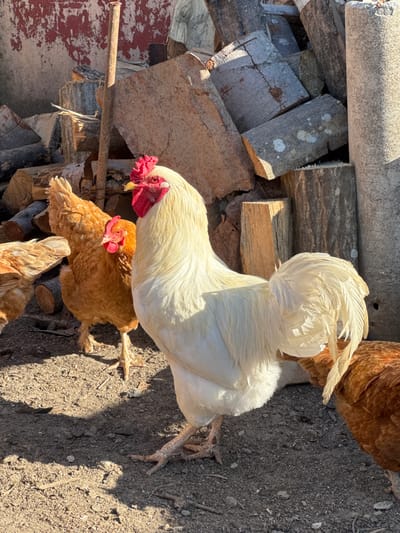 A white rooster with a red comb and wattle stands prominently in the foreground of the image, facing left. Its body is primarily white, with a long, flowing tail of lighter feathers. To the left of the rooster, a brown hen is visible, facing right, with its head turned towards the rooster. Another brown hen is partially visible in the lower right corner, facing away from the viewer. The chickens are standing on a dirt ground, which is uneven and appears to be composed of soil, small stones, and debris.
In the background, a pile of chopped logs is stacked against a weathered, red-painted structure. The logs vary in size and color, with some showing signs of decay and weathering. To the right of the logs, a large, cylindrical concrete object stands upright. Sunlight casts distinct shadows on the ground, indicating a bright, sunny day. The scene appears to be an outdoor farmyard or rural setting.
The image was taken in the village of Blatets, Bulgaria.