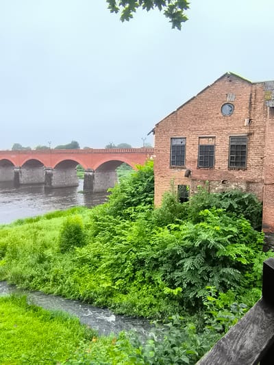 The image depicts a riverside scene in Kuldīga, Latvia. In the foreground, a small, dark stream flows between lush green grass and dense foliage. To the right, a weathered wooden railing runs along the edge of the frame. Beyond the stream and vegetation, a wide, murky river is visible, spanned by a multi-arched brick bridge. The bridge's stone piers rise from the water, supporting its distinctive orange-red brick structure. On the right side of the image, an old, dilapidated brick building stands prominently. The building has several large, dark-paned windows, some of which appear broken. A circular window is set high on the gable end. Overgrown greenery encroaches upon the building, suggesting a state of disrepair. In the background, the bridge continues across the river, with trees and the sky visible beyond. The overall atmosphere is somewhat overcast and muted, indicative of a cloudy day.