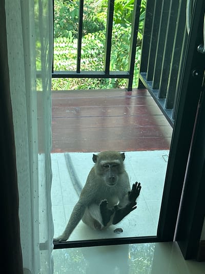 The scene depicts a long-tailed macaque monkey (Macaca fascicularis) seated on a light-colored tiled surface directly outside a clear glass door or large window, observed from an interior perspective, located in Phra Ae, Thailand. The monkey's right hand is pressed flat against the glass, fingers splayed, and its feet are also in contact with the glass. Its left arm extends horizontally to the left, resting on the tile. The monkey's head is slightly angled forward, and its eyes appear partially narrowed as it looks into the interior space. Behind the tiled area, a dark brown wooden deck or balcony floor is visible, bordered by a black metal railing. Dense green tropical foliage forms the background. A sheer, light-colored curtain hangs partially across the left side of the interior frame.