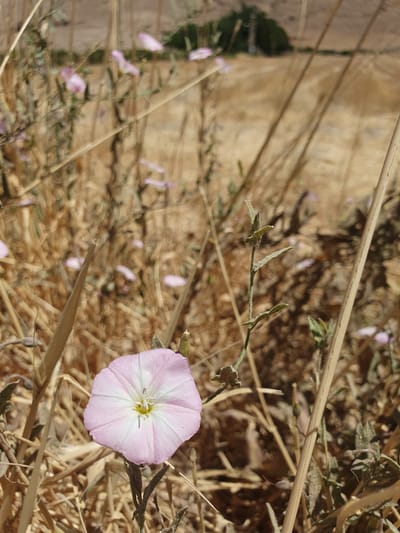 A close-up, eye-level shot captures a single pink and white wildflower in the foreground. The flower has five distinct petals, with a delicate pink hue fading to white towards its center, which is a pale yellow. It is positioned on the right side of the frame, with its stem and a few small, green leaves visible. The background is a blur of dry, golden grasses and other vegetation, suggesting a natural, possibly arid environment. In the distance, a dark green, tree-like shape is faintly visible against a dusty, beige-colored landscape. The lighting appears to be natural daylight, casting subtle shadows and highlighting the textures of the dry grasses. The overall impression is one of a wild, untamed natural setting, potentially in a rural or semi-arid region such as Kheyrabad, Iran. There are no people or animals present in the image.