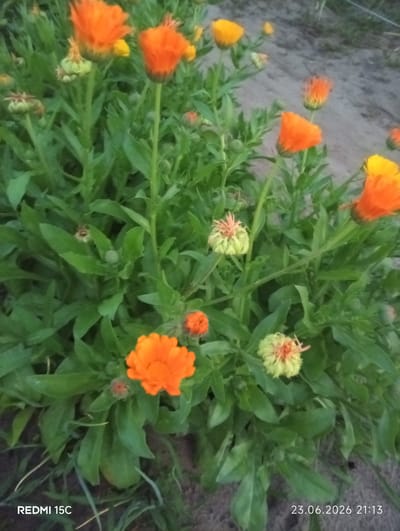 This media file features a close-up, low-angle shot of several orange and yellow calendula flowers blooming amidst lush green foliage. The flowers vary in their stage of bloom, with some fully open, showcasing their vibrant petals, and others still in bud form, with delicate green sepals tinged with orange. The background is softly blurred, revealing sandy soil and hints of dry grass, suggesting an outdoor, natural setting. The lighting appears subdued, indicating it might be dusk or a cloudy day. The overall impression is one of natural beauty and the peacefulness of a garden.
Visible text in the image includes "REDMI 15C" in the bottom left corner and "23.06.2026 21:13" in the bottom right corner. Given the location context of Mykolaivka, Ukraine, this image likely captures a garden in that region on the evening of June 23, 2026. There are no people or distinct objects other than the flowers and foliage. The scene evokes a sense of tranquility and the simple beauty of nature.
