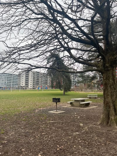 The image depicts an urban park or green space in Meyrin, Switzerland, under an overcast sky, suggesting a cloudy daytime during late autumn or winter. The overall mood is quiet and somewhat somber due to the bare trees and muted colors.

In the foreground, a large, mature tree with a thick, textured trunk and an extensive network of bare, dark branches dominates the left and upper parts of the frame. The intricate branches crisscross against a uniformly grey, cloudy sky.

The mid-ground features a spacious green lawn or field. To the right, a patch of dirt or a worn path, scattered with dry leaves, extends from the foreground. On this patch, two concrete picnic tables with attached benches are visible. One table is prominent, and another is partially obscured behind it. Near the prominent picnic table, a black metal barbecue grill or pit is installed on a square concrete base.

In the background, beyond the grassy field, several modern, multi-story apartment buildings are visible. These residential structures are light-colored, likely grey or white, with numerous windows and balconies. One building features distinct blocks of color—red, blue, and yellow—on its facade, providing a subtle contrast to the otherwise muted palette of the scene. Another smaller tree, retaining some green foliage, stands in the mid-distance between the field and the buildings.

There are no people visible, and no specific activities or events are taking place. No discernible text is visible on any objects or buildings within the frame.