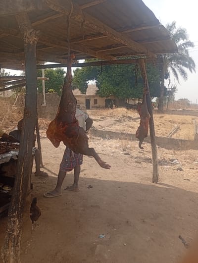 The image shows a butcher shop in Assai Sabongida, Nigeria, located at latitude 8.864 and longitude 8.442. Two goats are hanging from a wooden structure, which is covered with corrugated iron sheets. A man is standing on the left, wearing a blue and red patterned shirt and blue shorts. He is holding a cleaver and appears to be preparing the goat carcasses for sale. Another person is sitting on the ground on the left, partially obscured by the structure's wooden post. A young chicken is standing in the foreground. The ground is dry and dusty. The environment is semi-rural, with trees and vegetation in the background. The image depicts a typical scene of animal slaughter and meat preparation in a local market. The wooden structure is likely a temporary shelter for protection from the sun and rain. The presence of a cleaver suggests that the meat is being prepared for sale, and the chicken indicates that the butcher shop also sells poultry. The image is a glimpse into the daily life of local communities in Nigeria.