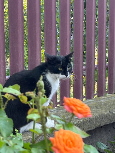 A black and white cat sits on a concrete ledge in front of a red metal fence in Onițcani, Moldova. Green foliage and two out-of-focus orange roses are in the foreground. The cat is looking to the right with its ears perked.