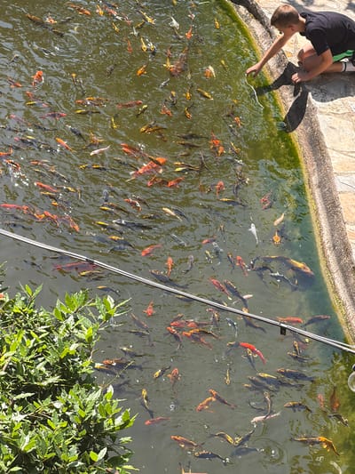 A high-angle shot shows a boy feeding koi in a pond. The pond is filled with numerous koi, with colors ranging from gold to black and red. The pond surface has varying tones of green, suggesting algae or different light refractions. The boy is seen crouching near the edge of the pond, with his hand extended, presumably feeding the fish. He's wearing a dark shirt and shorts. A small section of paving stones borders the top-left edge of the pond. To the bottom-right corner of the image, a bush with green leaves partially obstructs the view of the pond. A support cable runs from the top of the frame, crossing across the pond towards the bottom edge. Based on visual elements and knowledge, this image most likely depicts an area within the Alfabia Gardens, a historic garden located in the town of Bunyola, Spain.
