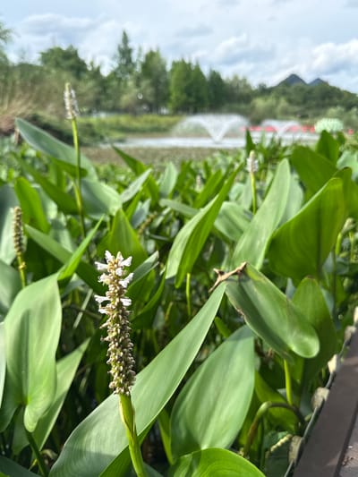 The image depicts a close-up view of aquatic plants with large, green leaves and white flower spikes in the foreground. In the background, a body of water with fountains is visible, surrounded by trees and hills under a cloudy sky. A wooden walkway runs along the right side of the frame, partially obscured by the foliage. This scene is located in the city of Lin'an District, China. There are no people or animals visible in the image.