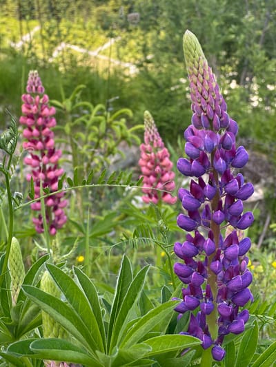 A close-up, eye-level shot captures a vibrant cluster of Lupinus flowers in Reitdorf, Austria, their tall, spiky blooms commanding the foreground. The dominant flower on the right is a deep purple, its petals intricately layered, fading to a lighter shade near its green stem. To its left and further back, several pink lupine blooms rise, their colors softer but equally striking against the lush greenery. The background is a soft blur of out-of-focus green foliage and dappled sunlight, suggesting a natural, possibly mountainous, environment. Several fuzzy, pointed buds are visible near the base of the plants, hinting at ongoing growth. A thin, spindly branch with small, heart-shaped leaves arcs across the middle ground, adding a delicate contrast to the robust lupine stalks. The overall impression is one of natural beauty and the quiet vitality of a summer meadow. No people are visible in the frame.