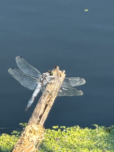 A close-up, vertical shot captures a dragonfly perched on a weathered piece of wood. The dragonfly, predominantly light blue and white with black markings, is positioned diagonally across the frame, its translucent, veined wings spread wide. Its segmented body and large eyes are visible. The wood it rests on is textured and appears to be a broken branch, angled upwards from the lower left. Behind the dragonfly and wood, the background consists of dark, calm water, with a faint, bright rectangular glint near the top. In the lower portion of the image, a blurred, vibrant green expanse of vegetation can be seen just above the waterline. There are no people or buildings visible. The image is likely taken outdoors, possibly near a body of water in a natural setting.