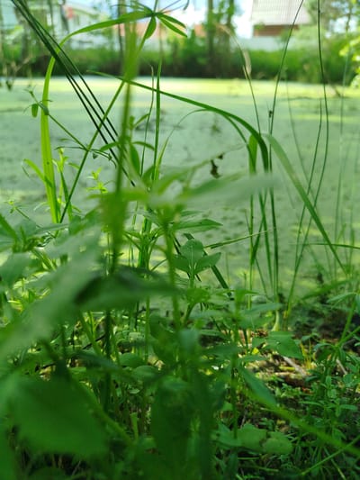 The image shows a close-up view of dense green vegetation in Боровково, Russia, possibly near a body of water covered with algae or duckweed. The foreground is filled with various plants and grasses, obscuring the view of what lies beyond. In the background, blurred structures resembling buildings with sloping roofs can be discerned. There is no evidence of people or explicit actions in the image.