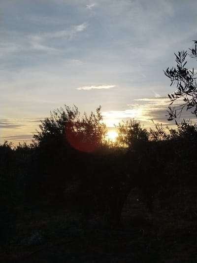 The image depicts an agricultural field within Torre Pacheco, Spain, at either sunrise or sunset. A bright, intense sun is positioned low on the horizon, partially obscured by a dense, horizontal line of silhouetted olive trees that span the middle and foreground. The sky transitions from a pale blue at the top to orange and yellow tones near the horizon, displaying scattered cirrus clouds and faint aircraft contrails. The dark foreground shows indistinct ground cover, and a coiled black irrigation pipe is visible near the base of a central tree. A prominent red-orange circular lens flare artifact is present in the lower-left quadrant of the frame. No individuals or specific actions are depicted.