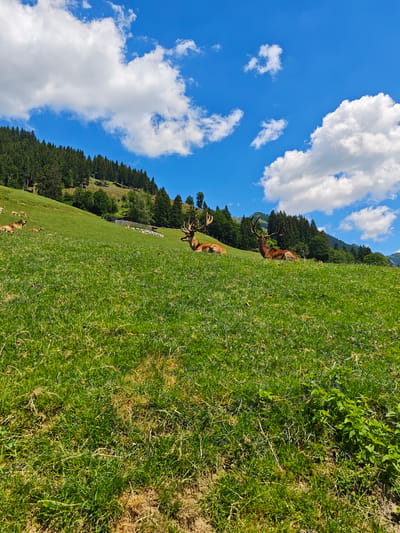 Two red deer with large antlers are resting on a grassy slope. The deer are positioned in the middle ground of the image, with one deer facing left and the other facing right. The slope is covered in lush green grass, with some patches of dry grass and dirt visible. In the background, a dense forest of evergreen trees covers a hillside. The sky above is a vibrant blue, with scattered white clouds. The scene appears to be a natural, outdoor environment, likely a park or wildlife reserve. The location is identified as Kochau, Austria.