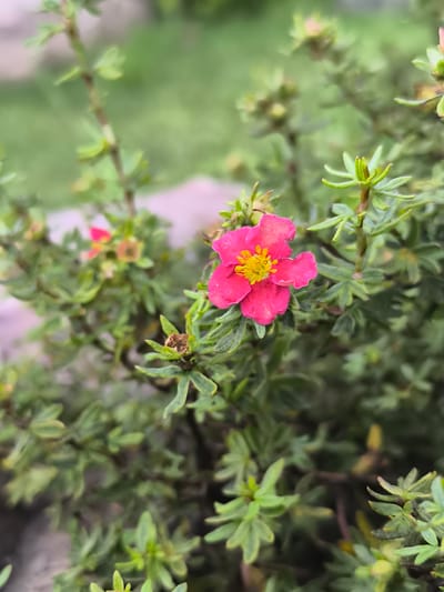 A single vibrant pink flower with a yellow center is in sharp focus, positioned slightly to the right of the frame. The flower has five petals and is surrounded by green, leafy foliage. The background is blurred, suggesting a shallow depth of field, and it consists of more green leaves and hints of pink and gray. The setting appears to be an outdoor garden or park environment. This image was taken in Mažučiai, Lithuania.