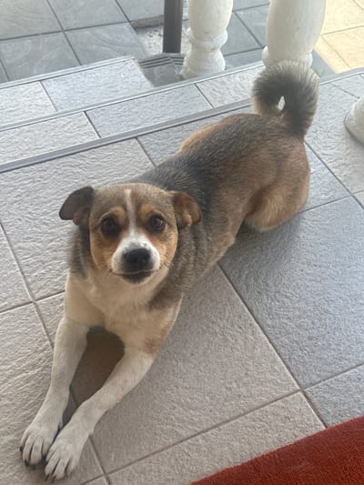The image shows a dog lying on a tiled floor. The dog has brown and white fur with dark markings around its eyes and on its ears. Its tail is curled upwards and appears bushy. The dog is looking directly at the camera with an alert expression. The tiled floor is light gray and appears to be outdoors, possibly on a patio or balcony, with a hint of greenery visible in the background. A red rug or carpet is partially visible in the upper right corner of the image. The lighting suggests it is daytime. There is no visible text in the image.