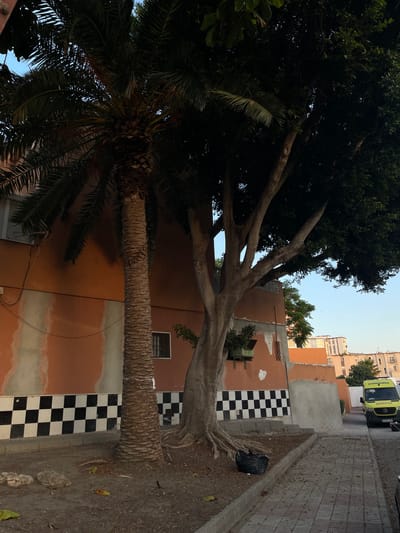 The image captures a street scene in La Línea de la Concepción, Spain, dominated by a mature palm tree and a large, leafy tree. The palm tree stands prominently in the foreground, its textured trunk a focal point. Behind it, the facade of a building displays an orange paint scheme with a distinctive checkered pattern of black and white tiles at its base. A window with a barred grate is visible on this building. The larger tree, with its spreading branches and dark green foliage, provides shade and partially obscures the sky. In the background, modern apartment buildings rise against a clear sky, suggesting an urban environment. A yellow ambulance vehicle with "AMBULANCIA" signage is parked on the right side of the street, indicating a public service presence. The ground is a mix of dirt, gravel, and paved walkway. A black trash bag rests near the base of the large tree.