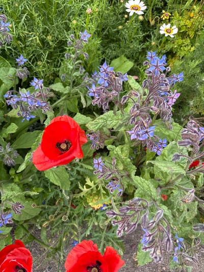 The image depicts a close-up view of a garden bed featuring a variety of blooming flowers. Prominent among them are vibrant red poppies, their delicate petals unfurling to reveal dark centers. Interspersed are clusters of small, star-shaped blue flowers, likely borage, with fuzzy stems and buds. In the background, white and yellow daisies add further color to the scene. The foliage is lush and green, creating a dense and naturalistic environment. The ground beneath the flowers appears to be a mix of soil and gravel. There are no people visible in the image. The scene is set in an outdoor environment, suggesting a garden or park setting. The image does not provide any specific information that would allow for an identification of its location within the city of Lerwick, United Kingdom.