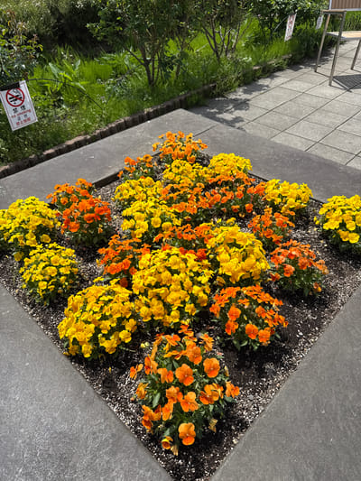 The image captures a vibrant outdoor scene dominated by a flower bed planted with numerous yellow and orange pansies or violas. These brightly colored flowers are arranged in clusters within dark soil mixed with small white pebbles.
Adjacent to the flower bed is a clean, dark grey paved surface, which appears to be a pathway or plaza. To the left of this paved area, a green grassy patch extends, featuring various shrubs and tree branches. The scene is brightly lit by direct sunlight, casting distinct shadows across the paved ground, suggesting a clear and sunny day. These shadows may originate from overhead structures or nearby objects, possibly a metal bench or railing partially visible in the upper left section of the image.
Within the grassy area, a white sign with a red border is clearly visible. The sign features a universally recognized symbol of a crossed-out cigarette, indicating a smoking prohibition. Accompanying text on the sign includes "NO SMOKING" in English, and Japanese characters reading "禁煙" (kin'en - no smoking) and "立入禁止" (tachiiri kinshi - no entry/keep out).
The overall impression is one of a well-maintained public garden or park area, characteristic of the stated location in Fujikawaguchiko, Japan. No people or specific activities are depicted in the frame.
