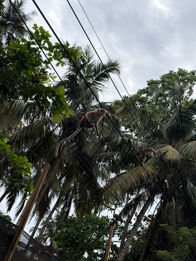 Two monkeys are on overhead power lines amidst lush tropical foliage and palm trees. One monkey is closer, with its tail dangling down. The other monkey is further away on the lines. The sky is overcast. The scene is shot from a low angle, looking upwards. The power lines cut through the palm fronds and dense greenery.