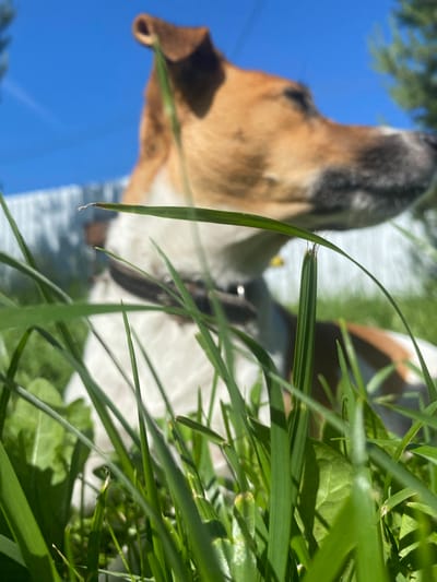In a close-up, low-angle shot, a Jack Russell Terrier with brown and white markings is the primary subject, partially obscured by lush green grass in the foreground. The dog's head is turned to the right, with its eyes closed and a relaxed expression. The background features a bright blue sky, a white fence, and a blurred tree. The scene appears to be set outdoors, likely in a residential yard. The location is specified as Bol'shoe Zaborod'e, Russia.
