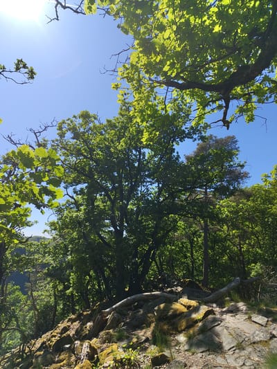 The image captures a vibrant forest scene viewed from a low angle, looking upwards towards the tree canopy and a clear blue sky. Lush green leaves, likely from deciduous trees such as oak, fill much of the frame, with sunlight filtering through, creating bright highlights and dappled shadows. A thick, gnarled tree trunk with mossy patches extends across the left side of the composition, its branches spreading towards the sky.
On the right side, a rocky slope or cliff face is visible, covered in various shades of green moss and some sparse grass. Tree roots and trunks emerge from and alongside this rocky terrain. In the distance, through openings in the foliage on the right, outlines of verdant hills or mountains can be seen under the bright sky.
The sun, positioned in the lower-left, casts a strong lens flare and illuminates the scene, indicating a bright, sunny day, likely during late morning or early afternoon. The weather appears clear with no clouds. The overall impression is one of natural beauty and tranquility within a dense, healthy forest. The location context of Mettlach, Germany, suggests a natural area like the Saar loop. There is no visible text in the image.