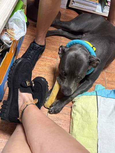 In Aksakovo, Bulgaria, a grey dog with a blue and yellow collar lies on a tiled floor, chewing on a bone-shaped chew toy. The dog is positioned near a colorful, striped blanket. To the left, a person's legs are visible, one wearing a black suede loafer with a gold embellishment and an anklet. Another person's legs are seen in the background, wearing black athletic shoes. A cardboard box containing a white plastic bag and other items is also present in the scene.