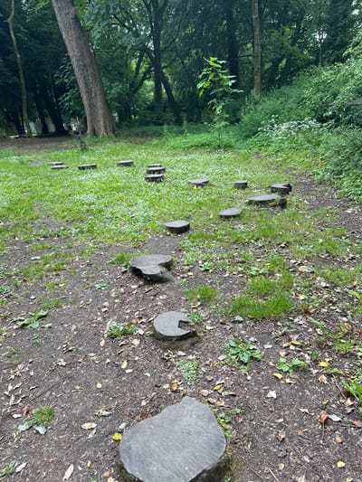 The image depicts a woodland area in Castlecomer, Ireland, featuring a winding path marked by several cut tree stumps serving as stepping stones. The stumps are irregularly spaced and vary in size, with some appearing older and weathered. The ground is a mixture of soil, fallen leaves, and patches of green grass with small white flowers scattered throughout. Surrounding the path is dense foliage, including tall trees with thick trunks and undergrowth of bushes and smaller plants. Sunlight filters through the canopy, creating a dappled lighting effect. No people or animals are visible in the scene. The overall impression is one of a natural, slightly wild, outdoor environment.