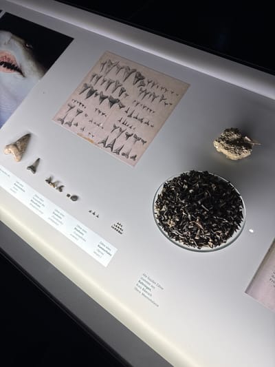 The image shows a museum exhibit about shark teeth fossils in Biberach an der Riß, Germany. Various examples are on display, including a collection of fossil teeth, shark tooth illustrations, and an image of a shark. Labels identify the specific shark species to which the teeth belong, such as the Mackerel Shark, Weasel Shark, Gray Shark, Blue Shark, and Hammerhead Shark. A sign states that the fossil teeth originate from Baltringen in the Biberach district and come from the Upper Marine Molasse.