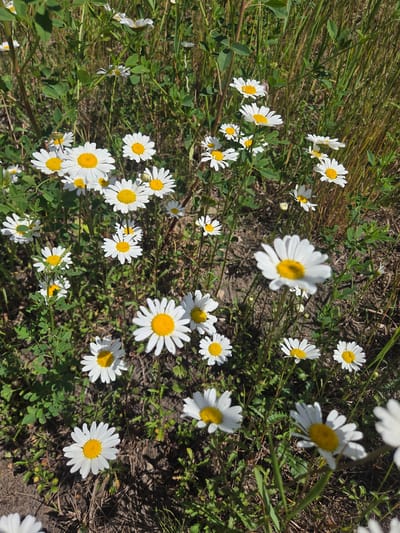 This image is a close-up, overhead view of a field of daisies on a sunny day. The daisies are the primary subjects, with their white petals and yellow centers scattered across the frame. Some of the daisies are in full bloom, while others are still budding or partially closed. They are interspersed with green grass and dry, brown vegetation, suggesting a natural, outdoor setting. The lighting indicates it's daytime, likely bright sunlight given the sharp shadows and well-lit flowers. The scene is devoid of people or any man-made objects, focusing solely on the natural beauty of the wildflowers. The overall impression is one of simple, rural charm.
