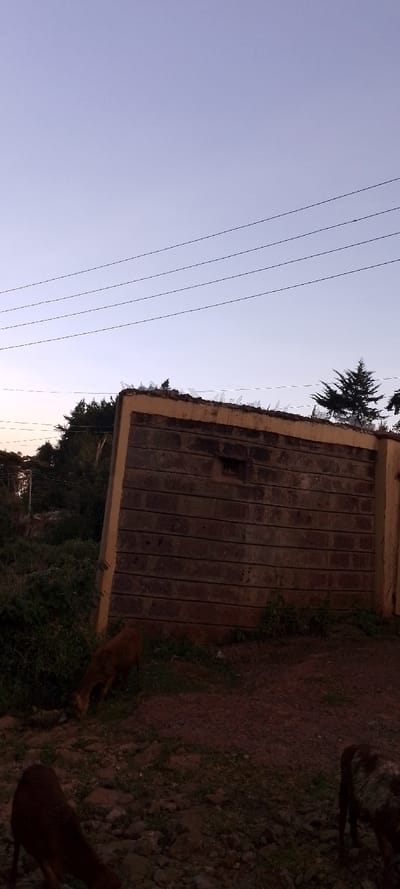 A weathered, concrete wall topped with shards of glass sits beneath power lines and a fading sky. Vegetation obscures the wall's base. Several goats graze in the foreground's dim lighting. A dark, rocky ground plane suggests a rural or semi-rural setting. The scene evokes a sense of dusk or dawn, with the wall serving as a barrier in the natural landscape.