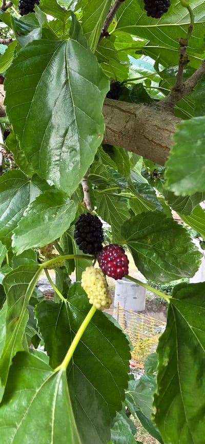 A close-up shot captures a cluster of mulberries on a tree, showcasing their varying stages of ripeness. The subjects are the mulberries, a tree branch, and lush green leaves. The mulberries display a spectrum of colors, from a bright yellow, indicating they are still developing, to a deep black, signifying ripeness, and one is a vibrant red with white speckles, suggesting a unique variety or stage.

The setting appears to be outdoors, likely a garden or orchard, given the presence of a tree and what appears to be fencing and structures in the blurred background. The lighting suggests it might be daytime, with natural light illuminating the scene, though the exact time of day and weather conditions are not discernible. There are no people visible in the frame.

The image highlights the texture of the mulberries, with their segmented surfaces clearly visible, and the glossy sheen of the large, veined leaves. The main activity is the natural growth and ripening of the fruit on the tree. The composition focuses on the fruit and foliage, creating an organic and natural feel. No text is visible in the image. The context of Gori, Georgia, suggests this could be a common sight in the region during the mulberry season.