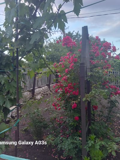 A medium-shot, eye-level, outdoor photograph, taken in the city of Chystiakove, Ukraine, depicts a dense bush of bright pink roses in full bloom. The roses are the primary subject, with the branches of a grapevine plant partially obscuring the left side of the frame. A rustic wooden fence made of vertical planks, weathered and gray, runs horizontally across the mid-ground. The fence is supported by dark, vertical wooden posts. In the foreground, the ground is dark soil, with fallen rose petals scattered across it. The sky above is overcast with a pale, cloudy texture. The image includes a watermark at the bottom left corner reading "Samsung Galaxy A03s". No people are present in the scene.