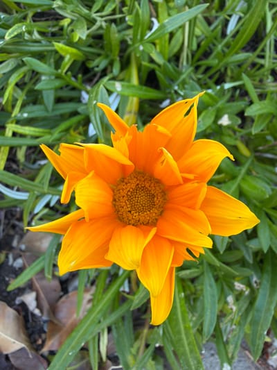 An eye-level close-up shows a vibrant orange gazania flower in full bloom. The petals are layered and slightly ruffled, radiating outwards from a dark center. The flower is set against a background of lush green foliage with slender leaves. Some dried leaves are scattered around the base.