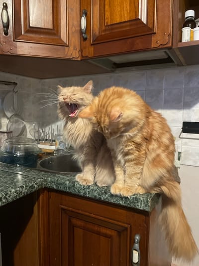 Two fluffy orange cats are perched on a green speckled kitchen countertop. The cat on the left is larger and facing forward, with its mouth wide open in a yawn, revealing its pink tongue and teeth. Its eyes are partially closed, and its whiskers are prominent. The cat on the right is smaller and turned away, with its head lowered and resting against the side of the other cat. The kitchen features dark wooden cabinets with ornate handles above the countertop, and a stainless steel sink is visible to the left. The background shows a tiled wall and some kitchenware. The scene is indoors, likely in a residential kitchen.