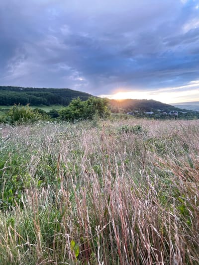An outdoor, vertical, medium shot captures a meadow of tall, dry grasses in the foreground. The grasses are a mix of green and straw-like brown hues, with some stalks tinged with pink. The sun is setting behind a rolling hill in the background, casting a warm glow and sunburst effect. The hill is covered in dense green trees and dotted with houses, suggesting a semi-rural or suburban landscape. Above the hill, a dramatic sky filled with dark, heavy clouds is illuminated by the setting sun. The overall impression is one of a serene, natural landscape at dusk, with a hint of human habitation.