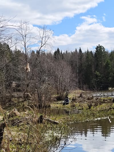 The image depicts a waterlogged area, likely a marsh or swamp, in a wooded environment. In the middle ground, a person is seated near the water's edge. The person is wearing a dark-colored jacket. They appear to be engaged in an activity with a rod. The foreground consists of tall grasses and marsh plants. The background includes a dense forest of bare trees, some evergreens and some deciduous. The sky is visible with patches of blue and white clouds. Reflection of the sky is visible in the water surface. The location is likely Ural'skoe, Russia.
