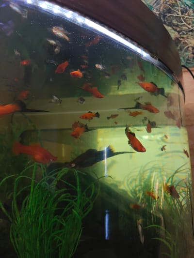 A diverse group of small, brightly colored fish swim in a large, curved aquarium filled with green aquatic plants. The aquarium appears to be situated in an indoor environment, possibly a home or a pet store, given the presence of a patterned wallpaper in the background. The lighting from above the aquarium casts a slight glow on the water's surface. The fish are predominantly red, orange, and black, with some exhibiting yellow or white markings. They are actively moving within the water, some swimming horizontally, others vertically, and a few are partially obscured by the dense plant life. The overall impression is a vibrant underwater scene teeming with life. There are no people visible in the image. The location of Kotelva, Ukraine is not determinable from the visual information present in the image.