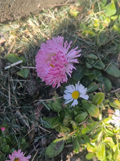 The image depicts a ground-level view of an outdoor floral scene located in Dolistovo, Bulgaria. The primary subjects are two prominent daisy-type flowers. A large, densely petaled pink daisy, characterized by numerous layered pink ray florets and a central yellow disc, occupies the upper-middle portion of the frame. Positioned below and to its right is a smaller common white daisy, displaying white ray florets encircling a distinct bright yellow center. A partial view of a third white daisy is visible in the bottom right corner. The immediate environment consists of green grass interspersed with dried grass blades and patches of dark soil. Small green leaves are scattered amongst the vegetation. The scene is illuminated by natural sunlight, originating from the upper left, creating distinct highlights and casting subtle shadows. No human subjects, animals, or artificial objects are present.