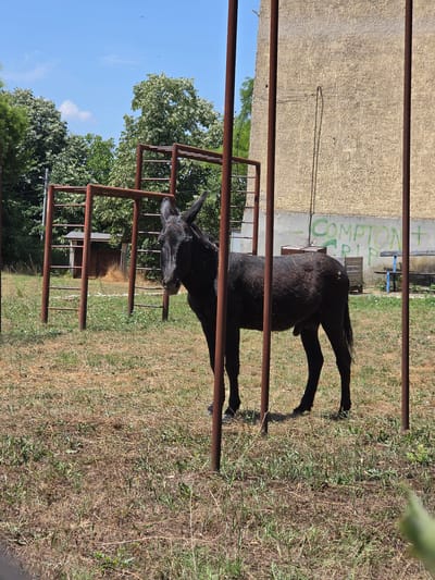 A black donkey stands in a dry, grassy yard in front of a building. The donkey is facing to the left, with its head turned towards the camera. Behind the donkey, there is a playground structure made of metal bars, and a light-colored, textured building with graffiti on it. The sky is blue with a few scattered clouds. The scene appears to be in a rural or semi-urban area, possibly within the village of Indzhe Voyvoda, Bulgaria. The overall impression is one of an open, somewhat neglected space on a sunny day.