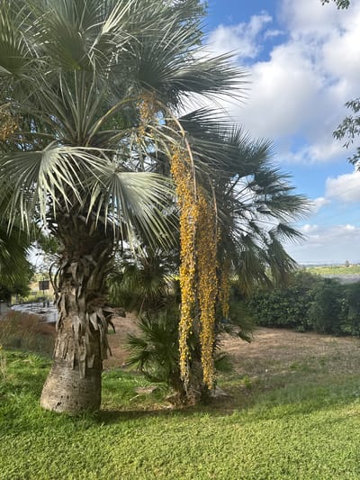 In Beit Yitzhak-Sha'ar Hefer, Israel, a palm tree with a rough, textured trunk stands on a grassy lawn. Long, hanging clusters of small, yellow fruits or seeds adorn a frond that curves downwards. The sky above is blue with scattered white clouds. In the background, there are more trees, a distant landscape, and a structure that appears to be part of an agricultural or industrial facility. The overall scene is outdoors, with a focus on the vegetation and sky.