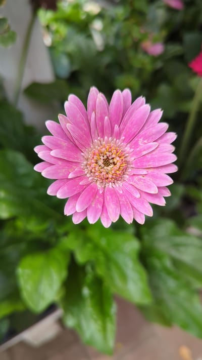 A close-up, top-down shot focuses on a single pink Gerbera daisy in full bloom, its petals radiating outwards from a textured, yellow-orange center. The flower is positioned centrally within the frame, with its vibrant color contrasting against a soft, out-of-focus background of lush green foliage. The leaves are broad and have a slightly glossy appearance, suggesting they are well-watered. The lighting is natural and diffused, casting no harsh shadows on the delicate petals. The overall impression is one of natural beauty and tranquility. The image does not contain any elements that would help to determine its specific location in Laval, Canada, or any other city.