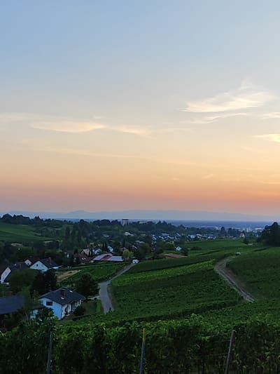 An elevated, wide-angle photograph captures a rural landscape at dusk, likely on the outskirts of Offenburg, Germany. The sky transitions from a clear, pale blue at the top to a soft orange and pink gradient as it meets the horizon. Wispy clouds are visible in the upper portion of the sky.
The middle ground is dominated by rolling hills covered in lush green vineyards, with dirt pathways winding through them. Several houses with red and dark-colored roofs are nestled among the vineyards, appearing to be part of a village. Some trees are scattered throughout the scene, adding to the natural environment. In the far distance, a hazy mountain range is visible against the horizon, and a city skyline can be discerned beyond it.
The foreground features the tops of more grapevines, indicating that the vantage point is from a higher elevation overlooking the vineyard-covered hills. The lighting suggests the scene is illuminated by the soft glow of sunset. No people are clearly visible in the image. The overall impression is one of serene, rural beauty at the end of the day.