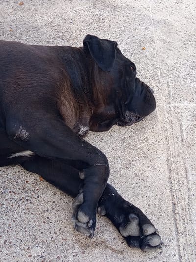 A black dog is lying on a concrete surface. The dog is lying on its side with its legs crossed. Its head is resting on its paws, and its eyes are closed. The concrete surface is textured and appears to be outdoors. There are some small pebbles and debris scattered on the concrete. The lighting suggests it is daytime. The image is a close-up shot of the dog, with the background blurred.