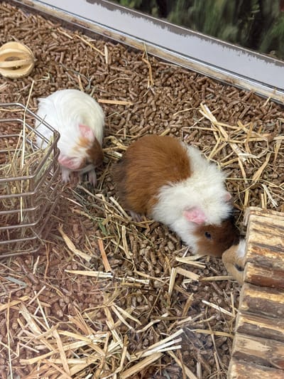 The image shows two guinea pigs in a cage or enclosure. The guinea pigs appear to be domestic pets, with one being brown and white and the other predominantly white with brown markings. They are surrounded by bedding material consisting of wood pellets and hay or straw. A wooden structure is partially visible at the top of the frame, potentially providing shelter for the guinea pigs. In the lower left corner, there is a wooden ball and in the lower center, there's a metal hay rack. The overall setting suggests a pet shop or a domestic environment designed for small animals. The location, Villebon-sur-Yvette, France, is only implied by the origin of the image and is not evident from the visual content alone.