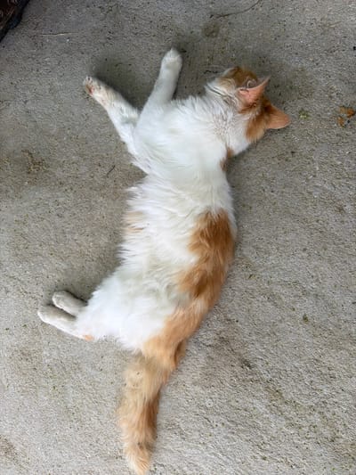 A long-haired cat lies on a concrete surface. The cat has white and orange fur. It is lying on its side with its legs extended. The location is not specified.