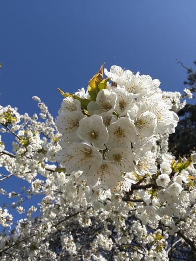A low-angle shot captures a cluster of white blossoms against a clear blue sky. The blossoms are densely packed, forming a spherical shape, and show prominent yellow stamens. Other blossoms are visible in the background, along with dark branches and a few green leaves. The location is Tonbridge and Malling, United Kingdom, as it is the location the image was taken in.