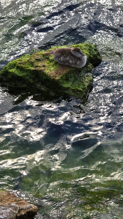 The image depicts a small, fluffy bird resting on a moss-covered rock in clear, rippling water. The bird is a light brown and grey color, appearing to be a chick or a young bird. It is curled up, with its head tucked in, suggesting it is sleeping or resting.

The rock it rests on is green with moss and brown algae, indicating it has been submerged in water for some time. The water itself is transparent, with sunlight reflecting off its surface, creating shimmering patterns of light and shadow. The water appears to be shallow, as the rock is partially submerged.

The scene is peaceful and natural, likely taking place outdoors. The time of day could be morning or afternoon, judging by the bright sunlight. There are no visible people or text in the image. The overall impression is one of tranquility and nature, with the small bird finding a safe and comfortable spot to rest amidst its environment.