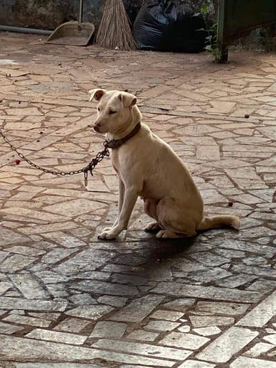 In Đak Đoa, Vietnam, a medium-sized, light tan dog with a brown collar is observed sitting on an outdoor surface paved with irregular, multi-toned stone or concrete pavers. A metal chain leash is attached to the dog's collar and extends out of the frame to the left. The dog is positioned centrally, facing slightly left with its head turned, its ears partially perked, and its front paws together. Strong overhead lighting casts distinct shadows from the dog onto the ground. In the background, a light-colored, textured wall is visible behind the dog. To the left, a silver-colored metal dustpan leans against the wall, next to a natural fiber broom. Further right in the background, a large black plastic bag, likely containing refuse, rests against another section of the wall, with minimal green foliage visible on the far right.